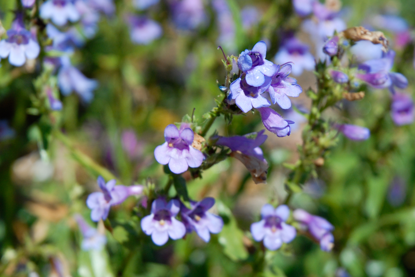 Silverton Bluemat Penstemon
